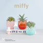 miffy and Tulip Series